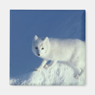 Arctic fox Alopex lagopus) An arctic fox Magnet