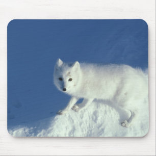 Arctic fox Alopex lagopus) An arctic fox Mouse Pad