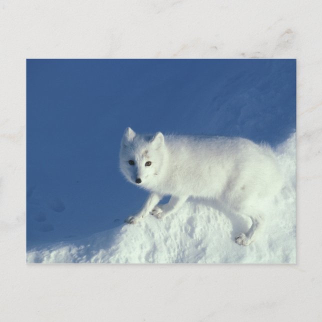 Arctic fox Alopex lagopus) An arctic fox Postcard (Front)