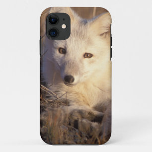 arctic fox, Alopex lagopus iPhone 11 Case