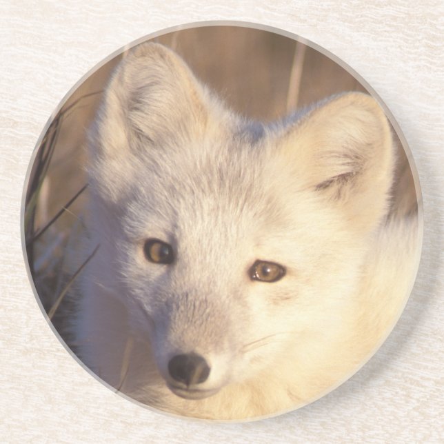 arctic fox, Alopex lagopus Coaster (Front)