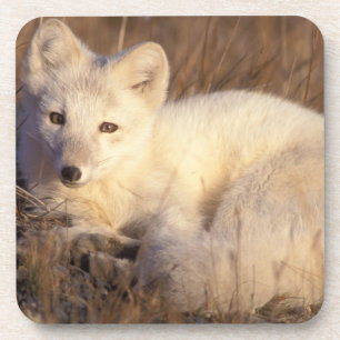 arctic fox, Alopex lagopus Coaster