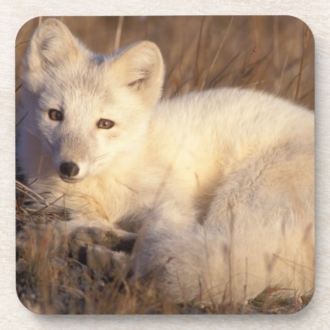 arctic fox, Alopex lagopus Coaster (Front)