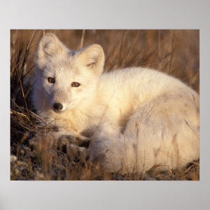 arctic fox, Alopex lagopus, coat changing from 2 Poster