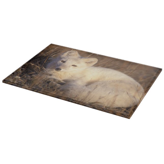 arctic fox, Alopex lagopus Cutting Board (Corner)