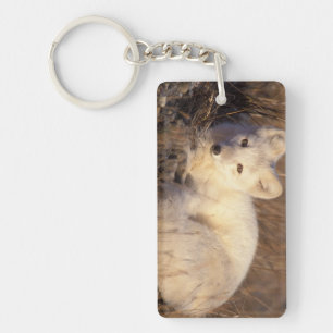 arctic fox, Alopex lagopus Key Ring