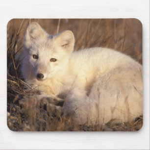 arctic fox, Alopex lagopus Mouse Pad