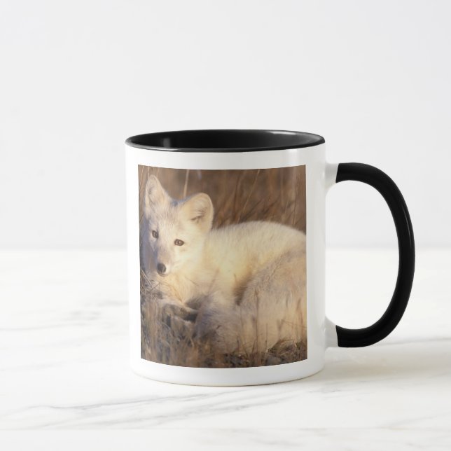 arctic fox, Alopex lagopus Mug (Right)