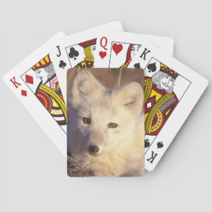 arctic fox, Alopex lagopus Playing Cards