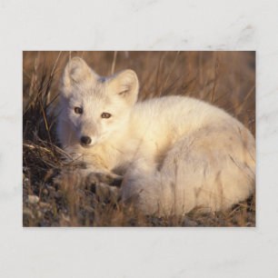 arctic fox, Alopex lagopus Postcard
