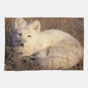 arctic fox, Alopex lagopus Tea Towel