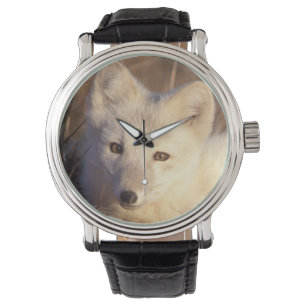 arctic fox, Alopex lagopus Watch