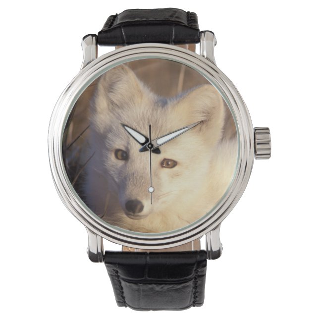 arctic fox, Alopex lagopus Watch (Front)