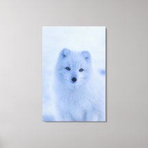 Arctic Fox  Canvas Print