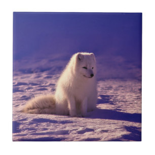 Arctic Fox Ceramic Tile