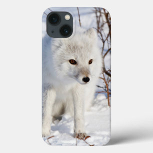 Arctic Fox , Churchill Wildlife Management Area iPhone 13 Case