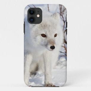 Arctic Fox , Churchill Wildlife Management Area iPhone 11 Case