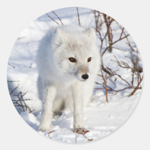 Arctic Fox , Churchill Wildlife Management Area Classic Round Sticker