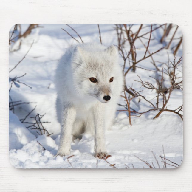 Arctic Fox , Churchill Wildlife Management Area Mouse Pad (Front)