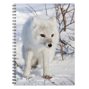 Arctic Fox , Churchill Wildlife Management Area Notebook