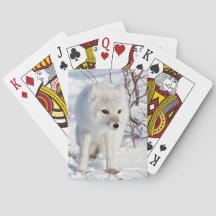 Arctic Fox , Churchill Wildlife Management Area Playing Cards