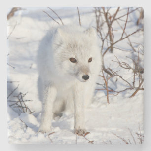 Arctic Fox , Churchill Wildlife Management Area Stone Coaster