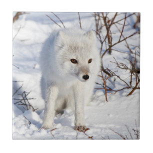 Arctic Fox , Churchill Wildlife Management Area Tile