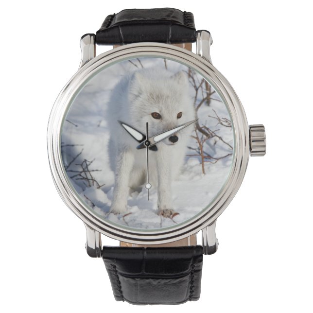Arctic Fox , Churchill Wildlife Management Area Watch (Front)
