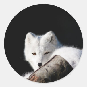 Arctic Fox Classic Round Sticker