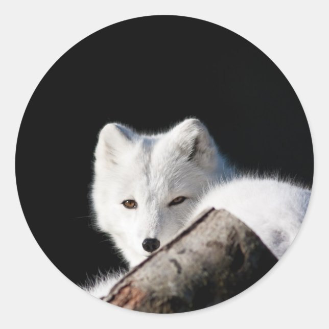 Arctic Fox Classic Round Sticker (Front)