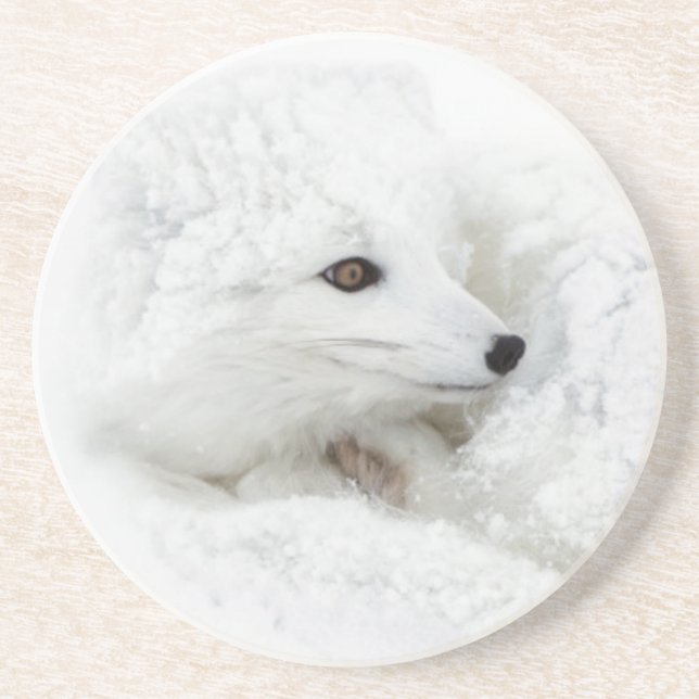 Arctic Fox curled up in winter Coaster (Front)