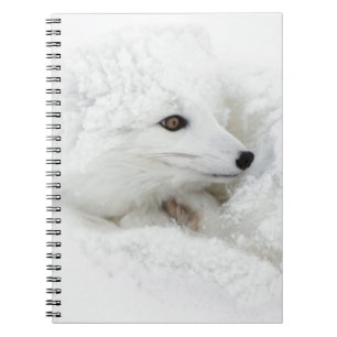 Arctic Fox curled up in winter Notebook