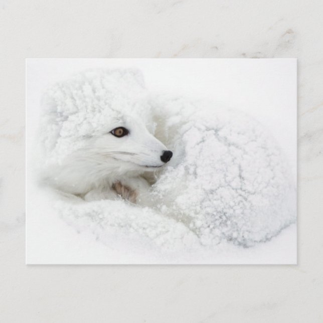 Arctic Fox curled up in winter Postcard (Front)