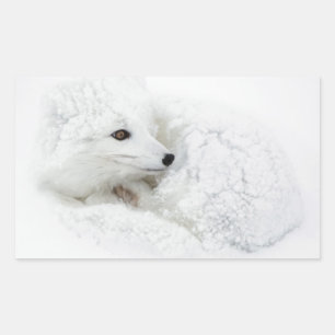 Arctic Fox curled up in winter Rectangular Sticker
