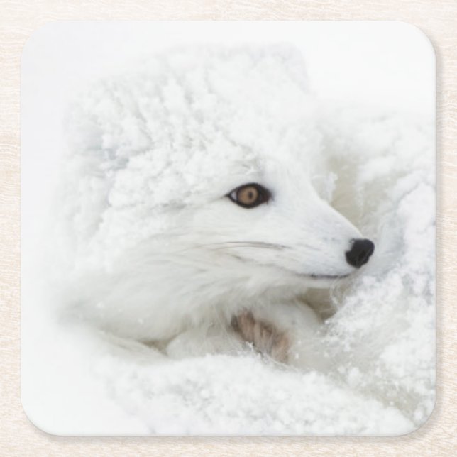 Arctic Fox curled up in winter Square Paper Coaster (Front)