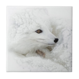 Arctic Fox curled up in winter Tile