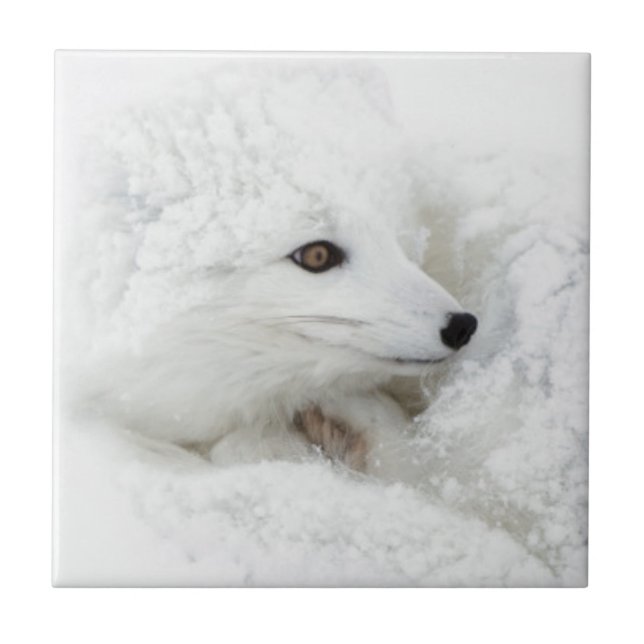 Arctic Fox curled up in winter Tile (Front)
