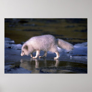 Arctic Fox foraging along icy river Poster