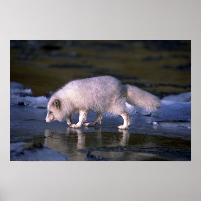 Arctic Fox foraging along icy river Poster (Front)