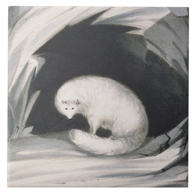 Arctic Fox, from 'Narrative of a Second Voyage in Ceramic Tile (Front)