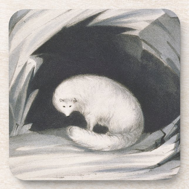 Arctic Fox, from 'Narrative of a Second Voyage in Coaster (Front)