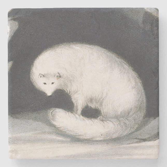 Arctic Fox, from 'Narrative of a Second Voyage in Stone Coaster (Front)