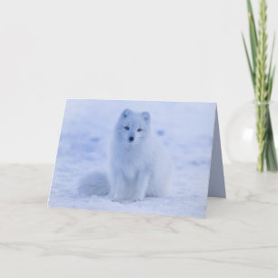 arctic fox greeting card