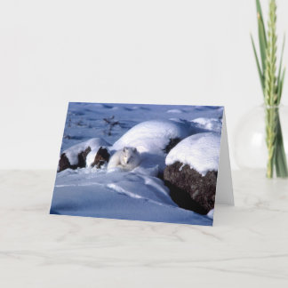 Arctic Fox Greetings Card