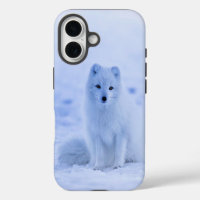 Arctic Fox, Iceland photograph