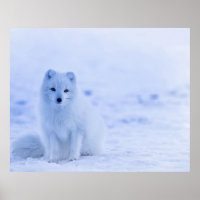Arctic Fox, Iceland 