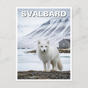 Arctic Fox in Svalbard Norway Postcard