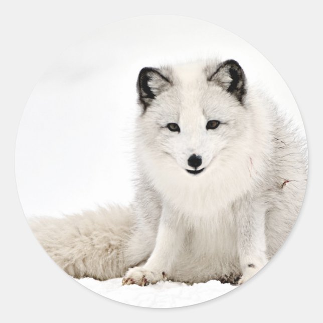 Arctic Fox in the Snow Classic Round Sticker (Front)