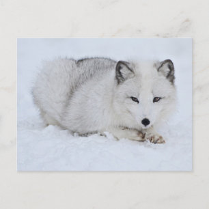 Arctic Fox in the Snow Postcard
