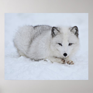 Arctic Fox in the Snow Poster